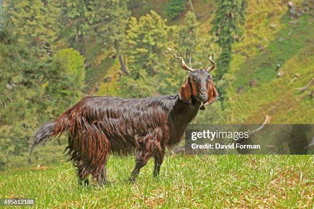 great orme kashmir goats near gulmarg in kashmir. - jammu & kashmir stock-fotos und bilder