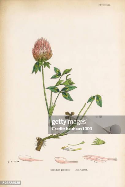 bird’s-foot fenugreek, trigonella ornithopodioides, victorian botanical illustration, 1863 - clover sprouts stock illustrations