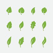 Leaf icons set on white background