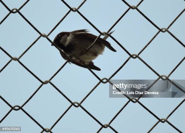 sparrow over barbed wire at seeking freedom - naufragios de emigrantes libios de abril de 2015 fotografías e imágenes de stock