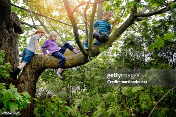 kinderen klimmen zeer hoge boom in sprintime. - climbers stockfoto's en -beelden