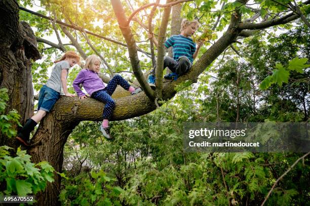 kids climbing very high tree in sprintime. - kids climbing tree stock pictures, royalty-free photos & images
