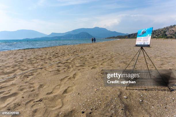 dalyan turkey - loggerhead turtle stock pictures, royalty-free photos & images