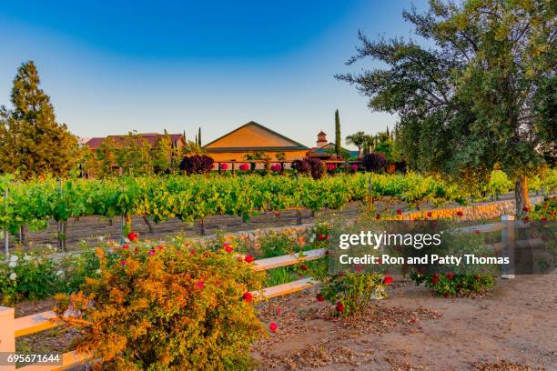 california vineyard at dusk with red roses (p) - riverside county imagens e fotografias de stock