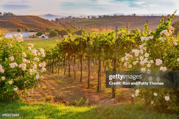 california vineyard at dusk with white roses (p) - california vineyard stock pictures, royalty-free photos & images