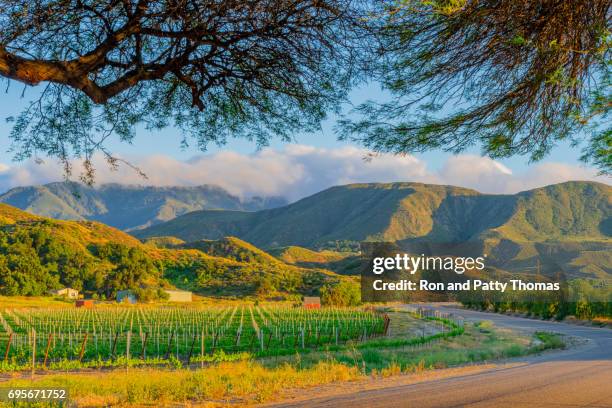 vignoble de californie au crépuscule avec des rangées de vignes (p) - temecula-california photos et images de collection