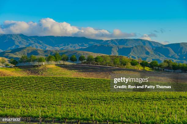 vignoble de printemps de californie dans la vallée de temecula, ca - temecula-california photos et images de collection