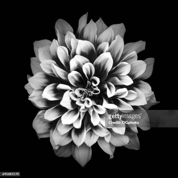 mochrome dahlia isolated on black background - ogphoto stock pictures, royalty-free photos & images