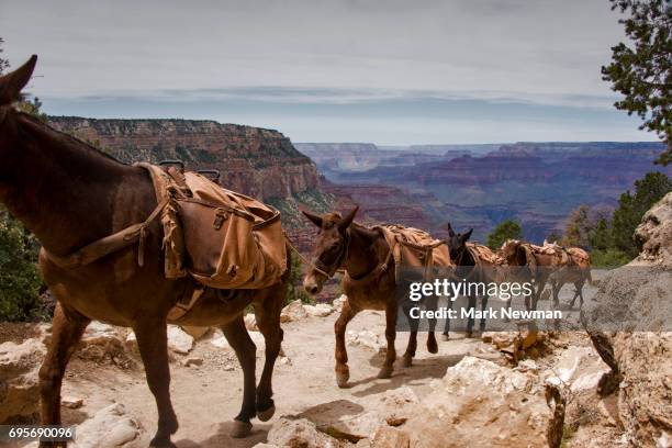 mule train in the grand canyon - mule stock pictures, royalty-free photos & images