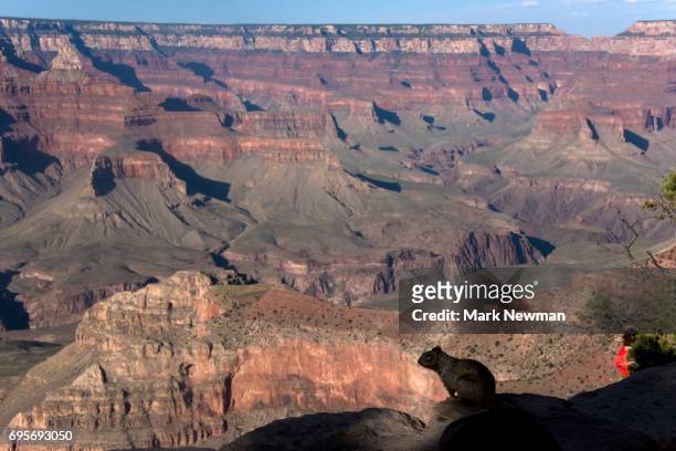 rock squirrel at grand canyon - arizona ground squirrel stock pictures, royalty-free photos & images