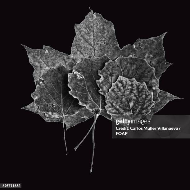 autumn leaves against black blackground - black blackground stock pictures, royalty-free photos & images