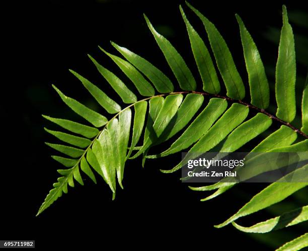 fern frond on black background - farn stock-fotos und bilder