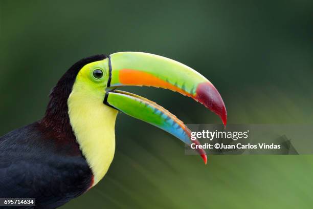 keel-billed toucan - toucan 個照片及圖片檔