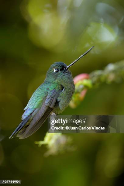 green-fronted lancebill - san jose costa rica stock-fotos und bilder