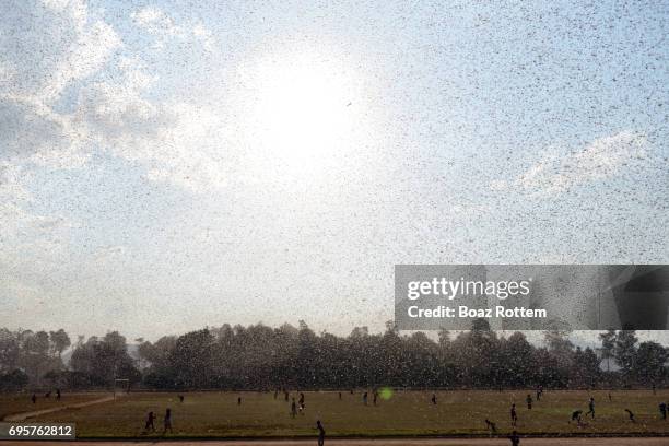 a swarm of locusts flying over a town in madagascar. - plage stock-fotos und bilder