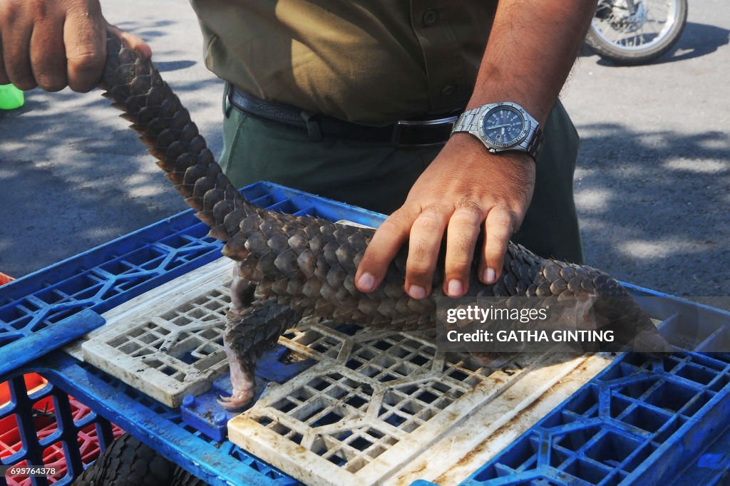 INDONESIA-ANIMAL-CONSERVATION-PANGOLINS