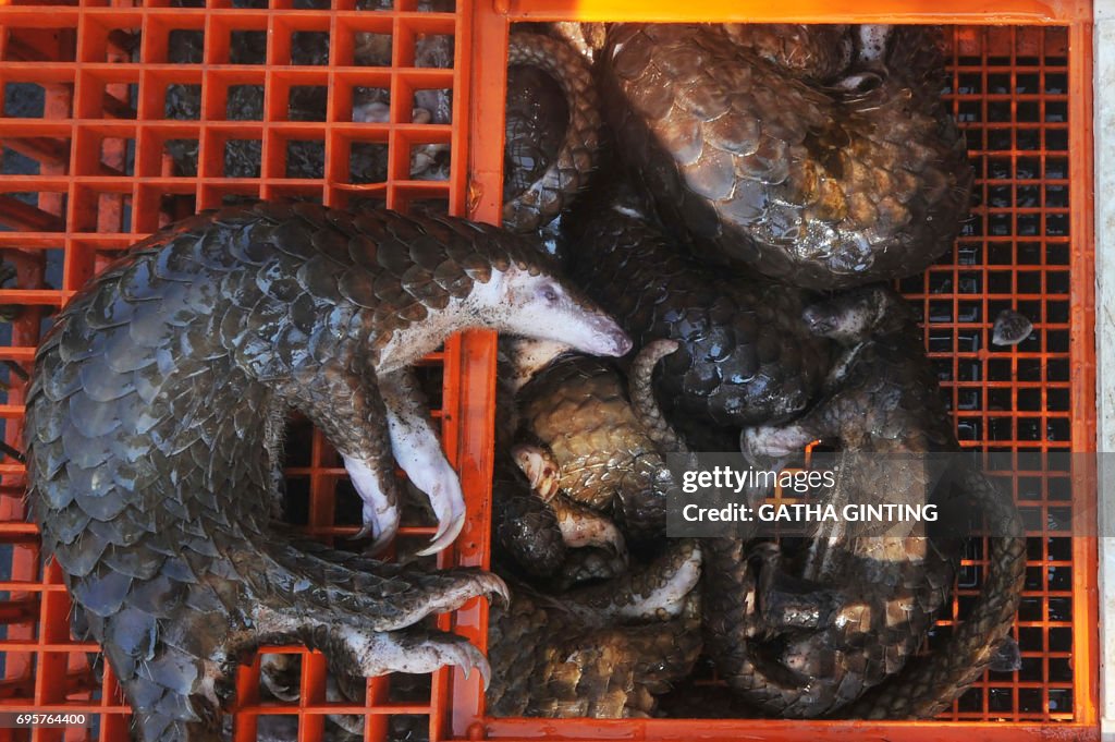 INDONESIA-ANIMAL-CONSERVATION-PANGOLINS