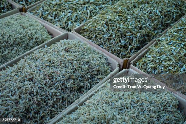 shrimps are being sold at gyeongdong market, seoul, south korea. - dried herring stock pictures, royalty-free photos & images