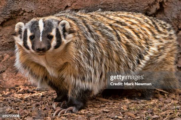 american badger - american badger 個照片及圖片檔