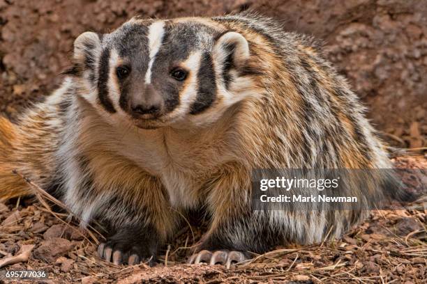 american badger - american badger 個照片及圖片檔