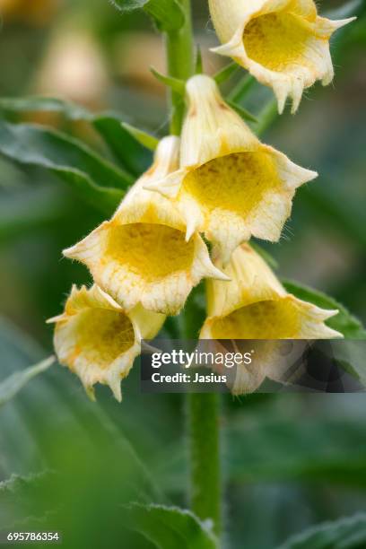 yellow foxglove flower - digitalis grandiflora stock pictures, royalty-free photos & images