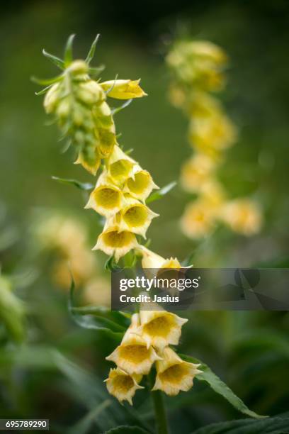 yellow foxglove flower - digitalis grandiflora stock pictures, royalty-free photos & images