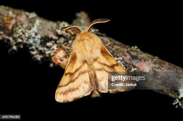 ground lackey moth - papillon de nuit photos et images de collection