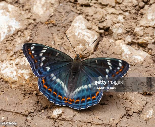 poplar admiral butterfly - admiraal stockfoto's en -beelden