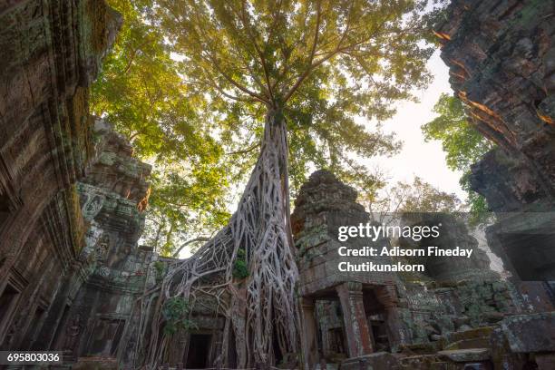 ta prohm angkor wat cambodia - angkor wat stock-fotos und bilder