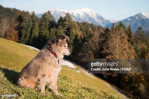 dog sitting in the alps - 2be3 stock pictures, royalty-free photos & images