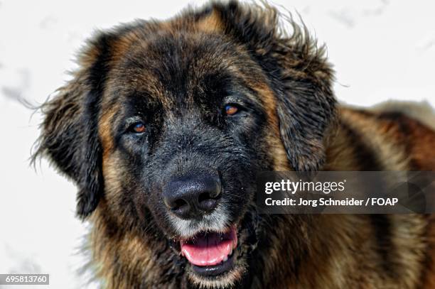 close-up of dog - leonberger stock pictures, royalty-free photos & images