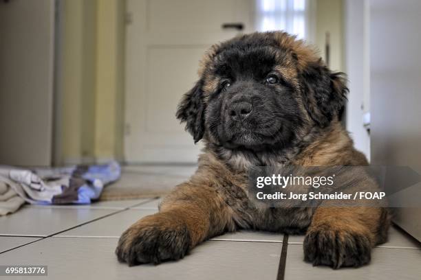 leonberger puppy lying on the floor - leonberger stock-fotos und bilder