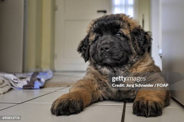 leonberger puppy lying on the floor - leonberger stock pictures, royalty-free photos & images
