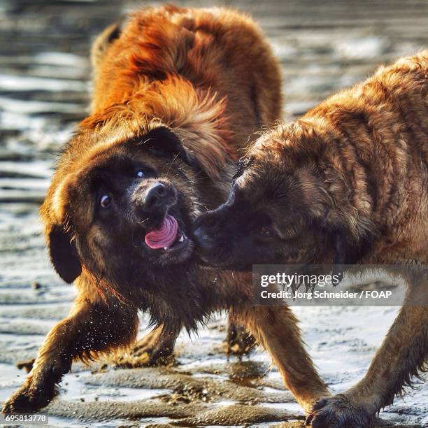 two dogs playing on baech - leonberger stock pictures, royalty-free photos & images