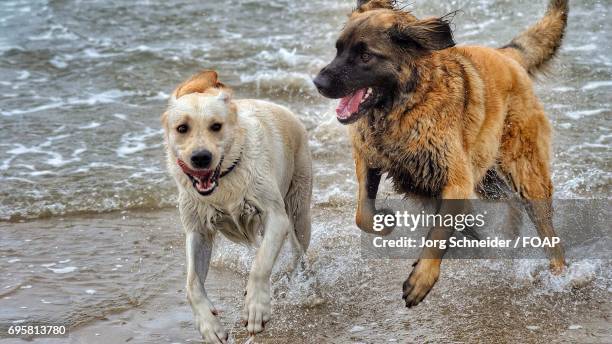 dogs running at beach - leonberger stock pictures, royalty-free photos & images