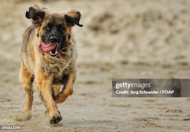 dog running at beach and sticking out tongue - leonberger stock-fotos und bilder