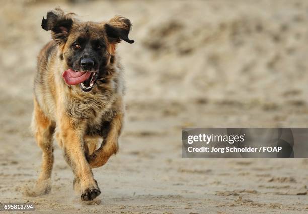 dog running at beach and sticking out tongue - leonberger stock pictures, royalty-free photos & images