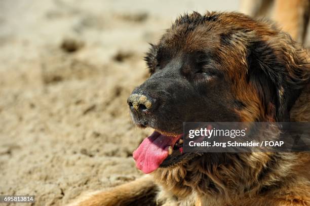 close-up of leonberger with mouth open - leonberger stockfoto's en -beelden