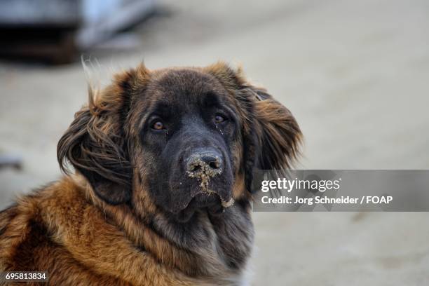 leonberger looking up - leonberger stock pictures, royalty-free photos & images