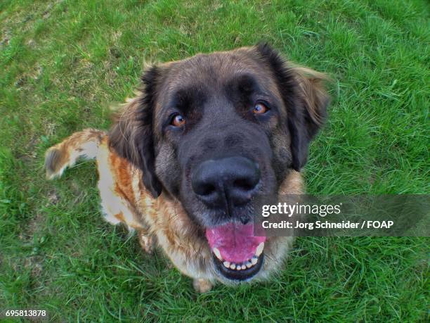 leonberger dog looking at camera - leonberger stock pictures, royalty-free photos & images