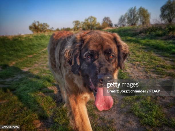 leonberger on grassy field - leonberger stockfoto's en -beelden