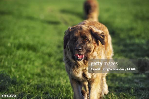 leonberger dog walking in grass - leonberger stock pictures, royalty-free photos & images