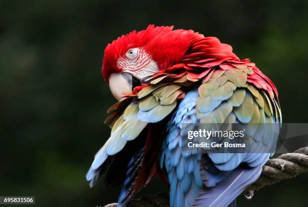 red and green macaw (ara chloropterus) - schnabel stock-fotos und bilder