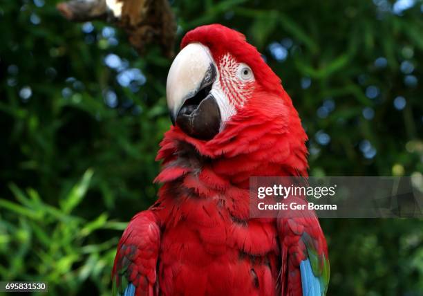 red and green macaw poser - arara de asa verde imagens e fotografias de stock