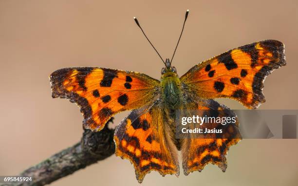 Comma Pattern Comma Pattern Photos and Premium High Res Pictures - Getty Images