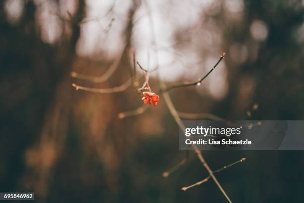 tiny red flower on bare branches in winter - ruhige szene 個照片及圖片檔