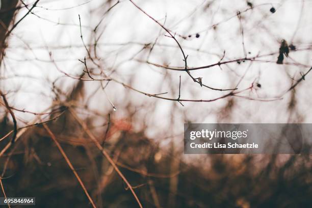 full frame background of bare branches in winter - ruhige szene 個照片及圖片檔