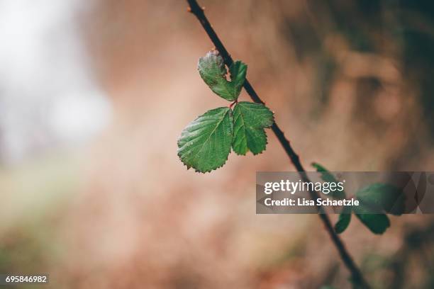 green leaves - ruhige szene bildbanksfoton och bilder