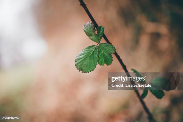 green leaves - ruhige szene 個照片及圖片檔