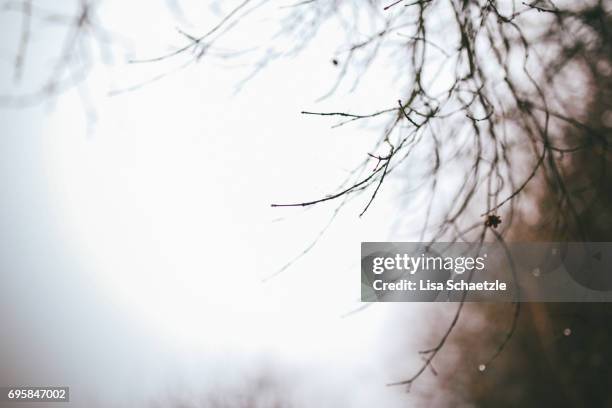 full frame background winter - ruhige szene 個照片及圖片檔